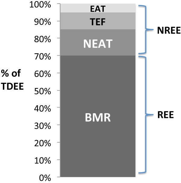 Components of total daily energy expenditure (TDEE). BMR = basal... |  Download Scientific Diagram